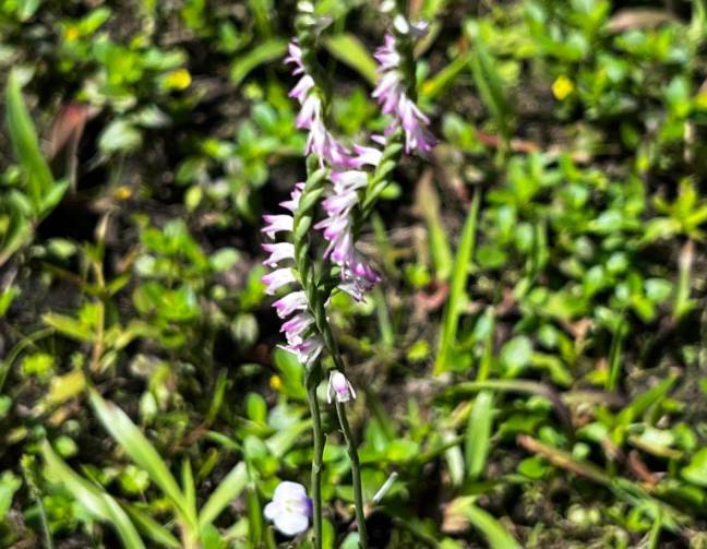 Yuan Ze University Preserved Campus Ecological Treasure: Over 100 Spiranthes sinensis Bloomed Beside the Library Lawn